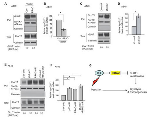 FIG6