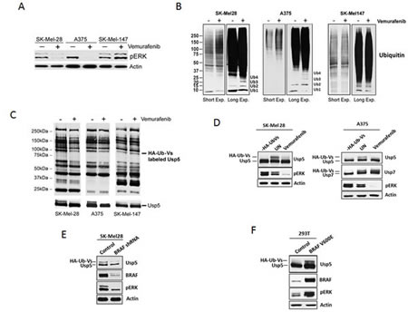 fig1