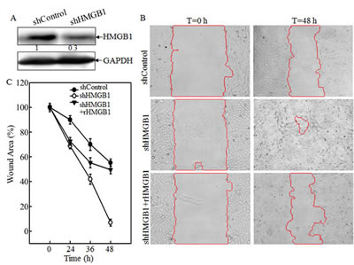 fig1a-c