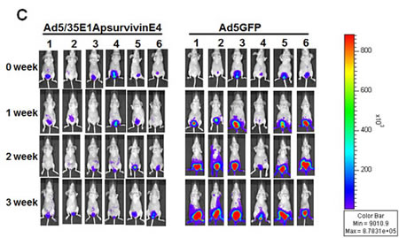 fig6c