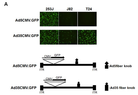 fig2a