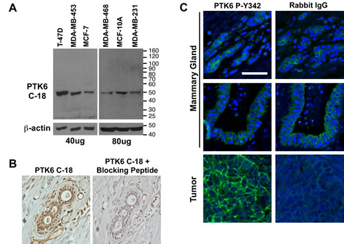 FIG1