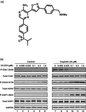 fig1