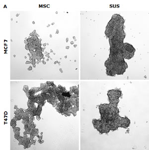 fig1a