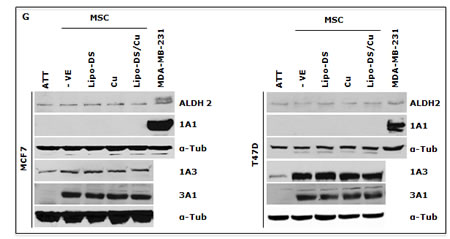 fig3g