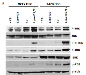 fig4f