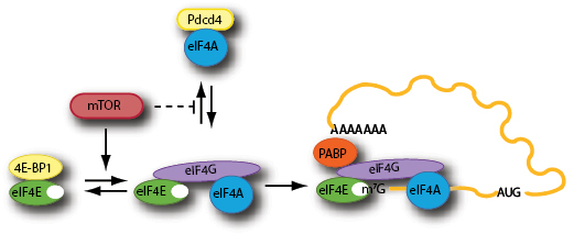 Oncotarget_Fig1Jerry.ai