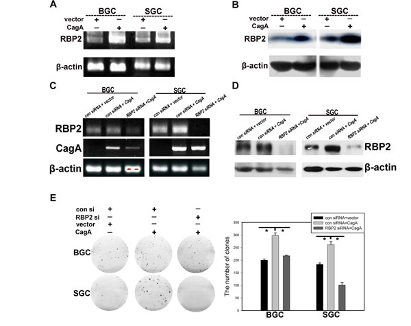 FIG2