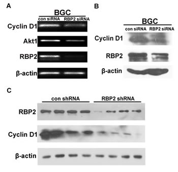 FIG5