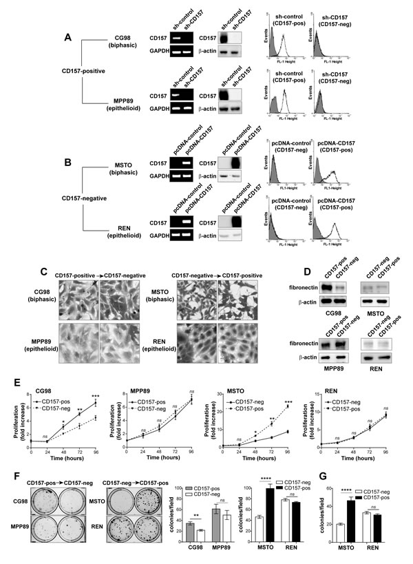 FIG2