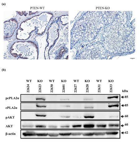 fig1
