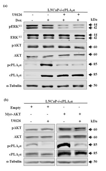 fig4