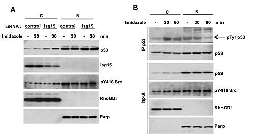 fig2