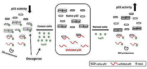 fig7