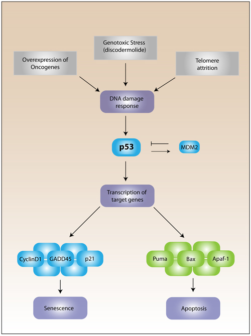Figure 1.ai