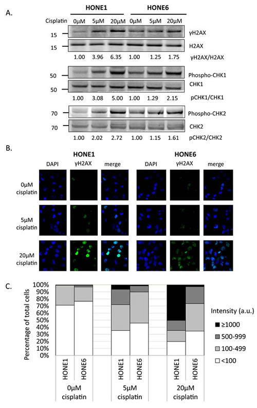 FIG2A-C