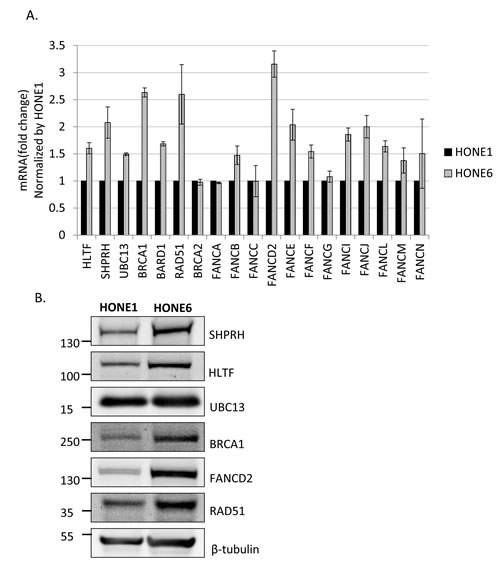 FIG4