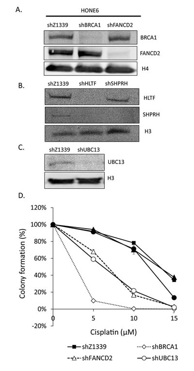 FIG6
