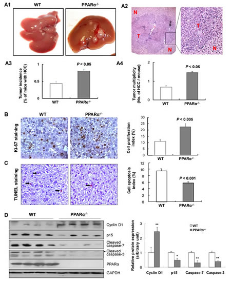 FIG1