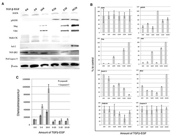 FIG2