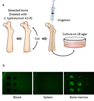 fig2