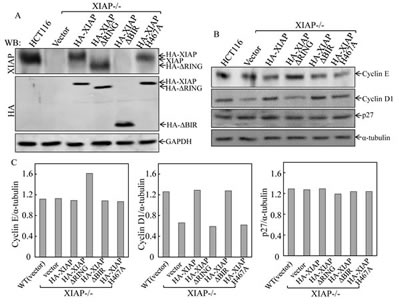FIG2