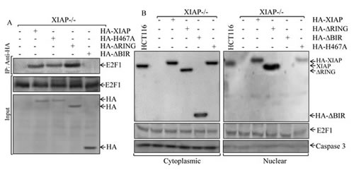 FIG5