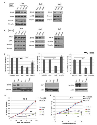 fig2