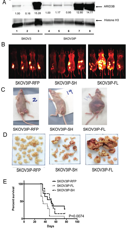 fig2