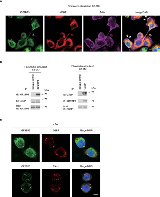 fig3