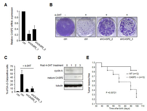 fig1