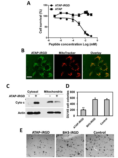 fig2