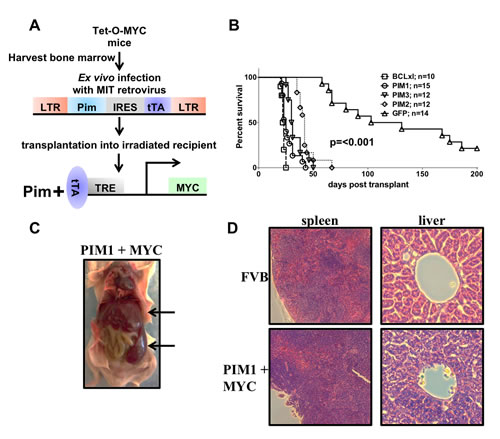 fig4