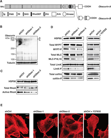 fig1