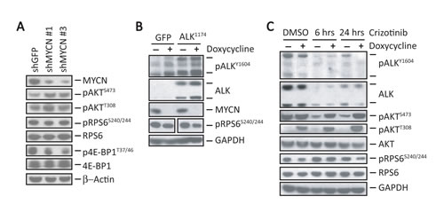 fig2
