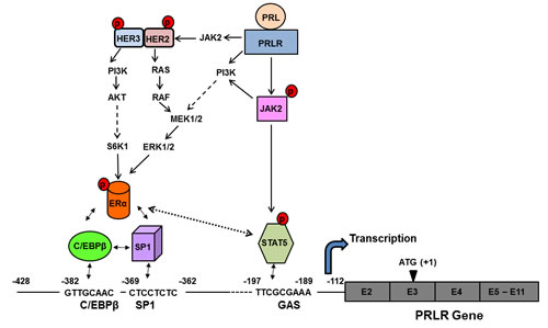 fig7