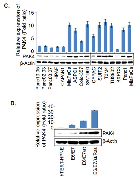 fig1b