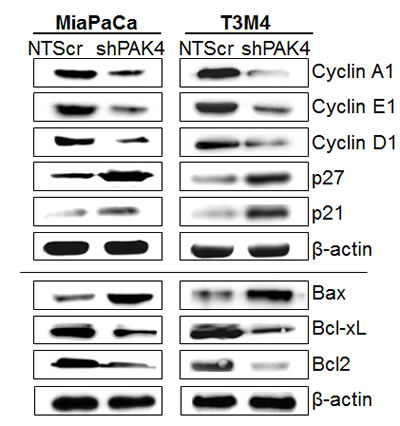 fig4