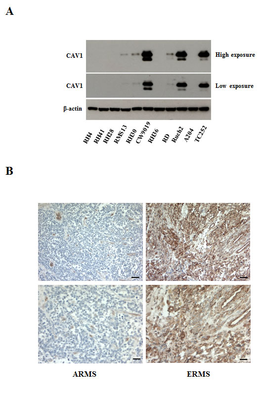 fig1