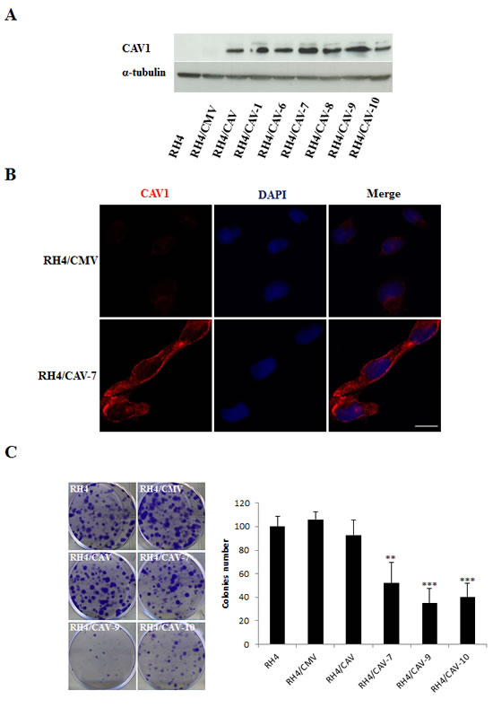 fig3