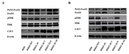 fig6