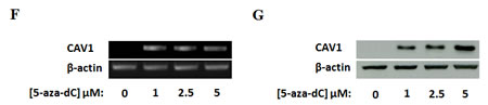fig2a