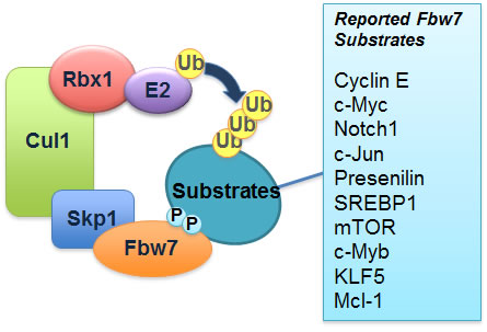 Oncotarget mcl1.pdf