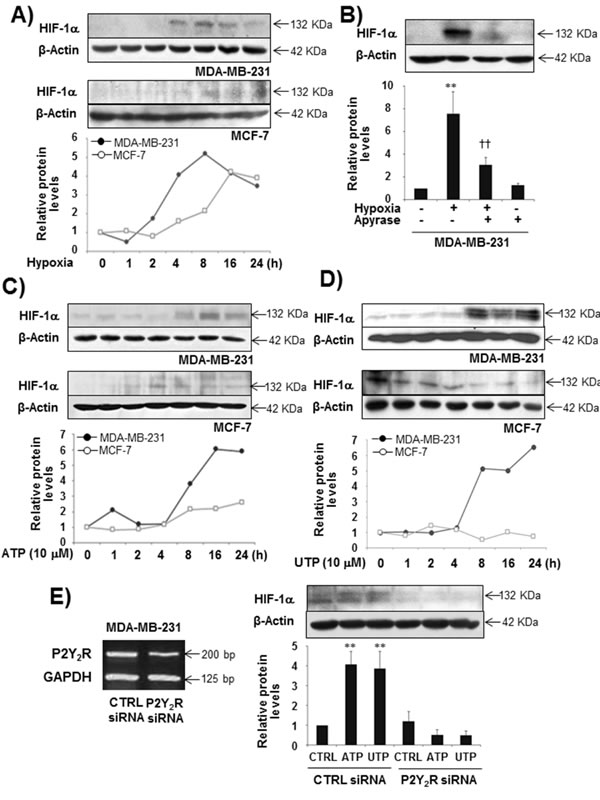 fig1