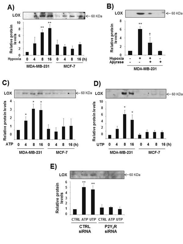 fig2