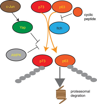 fig3
