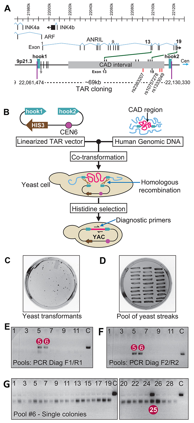 Figure 1: (B) The diagram showing a general scheme of TAR cloning of a region of interest (in red) from total genomic DNA (in blue) with a linearized TAR vector containing a yeast selectable marker HIS3, centromeric sequence from chromosome 6 (CEN6) and two unique targeting sequences (hook1 and hook2) homologous to 5&prime; and 3&prime; ends of the targeted region. After co-transformation into yeast Saccharomyces cerevisiae, recombination between targeting sequences in the vector and the targeted sequences of the genomic DNA fragment leads to the rescue of the fragment as a circular YAC (yeast artificial chromosome) molecule. For TAR cloning experiments, the vector DNA is linearized by a unique endonuclease located between the hooks to expose targeting sequences.