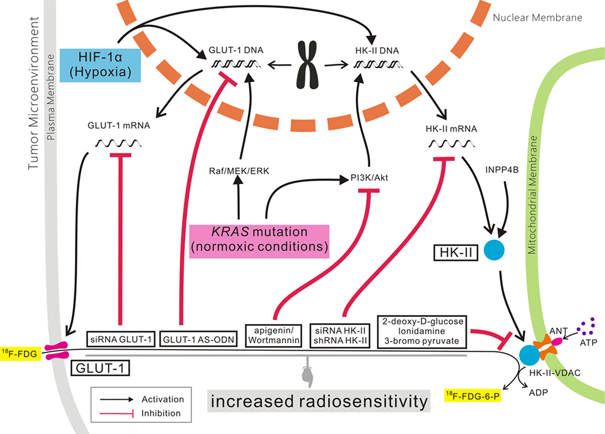 The role of GLUT-1 and HK-II expression in cancer.