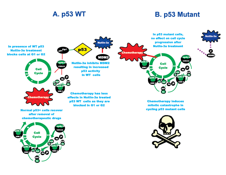 oncotarget commentary figure 1.pdf