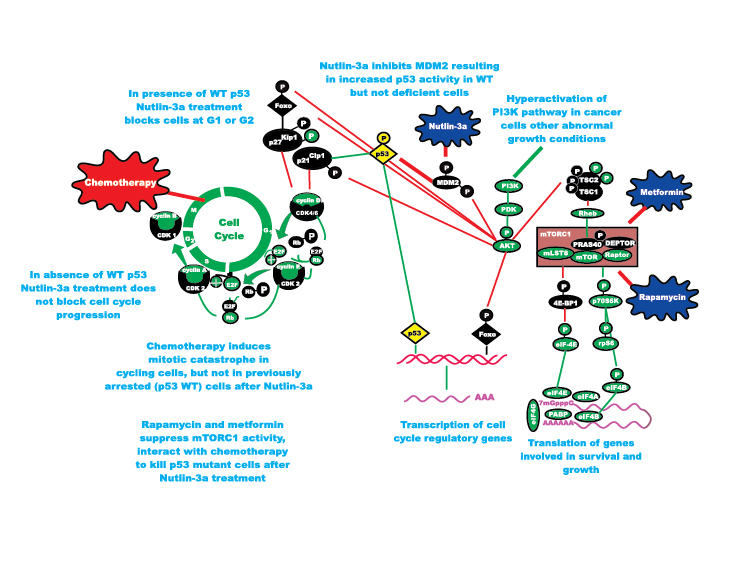 oncotarget commentary figure 2.pdf